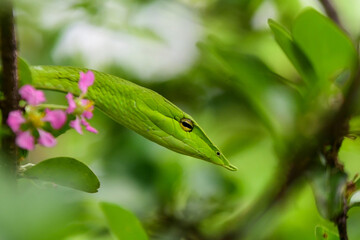 green tree python