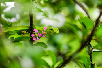 butterfly on a flower