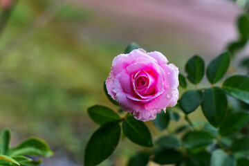 pink rose in garden