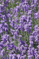 Obraz premium Lavender 