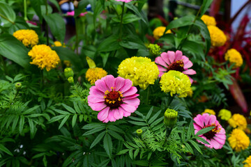 flowers in the garden