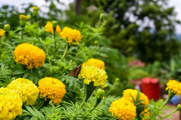 yellow flowers in the garden