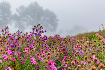 A field with bright autumn flowers on a foggy and overcast morning.