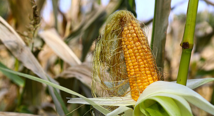 Ripe Corn cobs close up, on the field on a sunny autumn day, dry leaves, harvesting. Selective focus. The concept of a good harvest