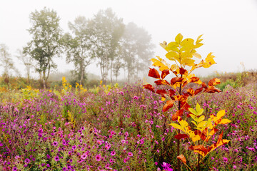 A field with bright autumn flowers on a foggy and overcast morning.