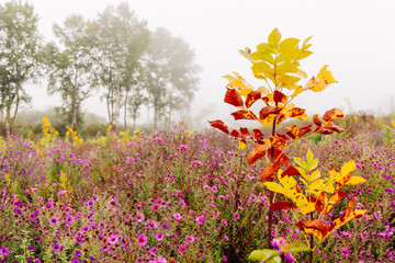 A field with bright autumn flowers on a foggy and overcast morning.