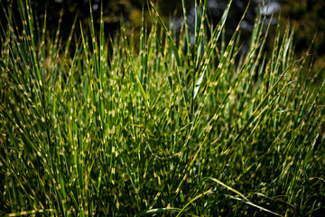 Green grass sedge. Deciduous herbal background close-up. A bright sunny day in the garden. A plant in a darling leaf.