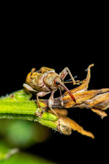 Curculio nucum. Red weevil, macro photo, macro stacking. © Alexei