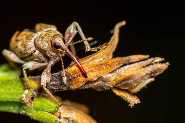 Curculio nucum. Red weevil, macro photo, macro stacking.