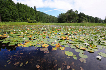 徳島県三好市　黒沢湿原の風景