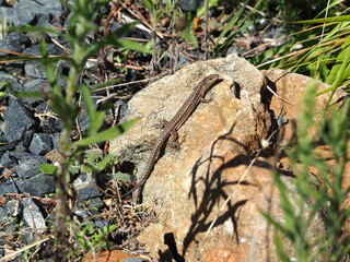 reptil  de tonos marrones con franjas verticales, cuatro patas con cinco dedos en  cada pie, sierra del careon, la coruña, españa, europa 