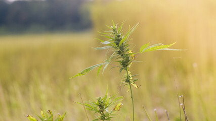 Hemp field With Cannabis plants rich with Cbd oil.