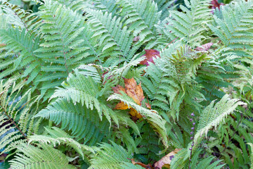 Green fern leaves with fallen colorful maple leaves in autumn forest