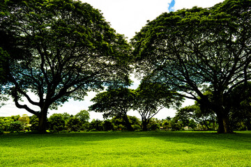 Fototapeta na wymiar twin rain trees in the park