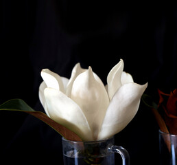 Fototapeta na wymiar Photo of a beautiful Magnolia flower