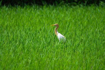 Obraz na płótnie Canvas Bird - Cattle egret on rice farm field