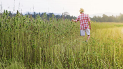 Hemp farmer checking Cannabis plants on a farming field outside.