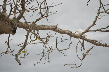 White egret perched on almond tree on the shore.