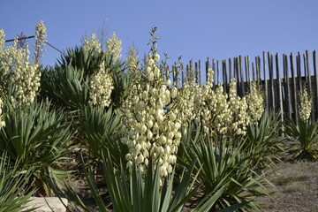 yucca flourishing