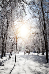 Winter Nature Landscape