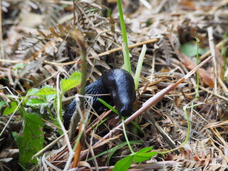 reptil comiendo en en el campo, de color negro, cuatro antenas, textura rugosa, la coruña, galicia, españa, europa