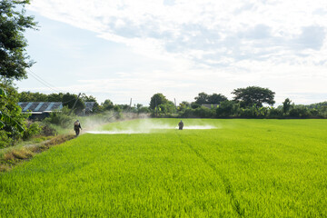 Farmer spraying insecticide in green rice fields.