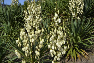 yucca flourishing