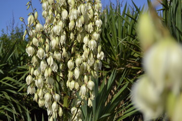 flourishing yucca