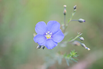 blue flower