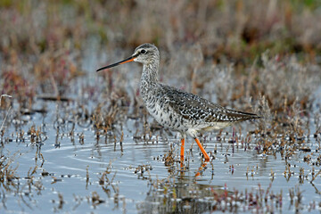 Spotted redshank /  Dunkler Wasserläufer (Tringa erythropus)