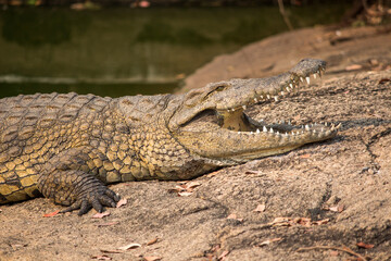 Nile crocodile (Crocodylus niloticus) basking with open mouth in the bank 
 of Messica river stream in Manica, Mozambique near Zimbabwe border