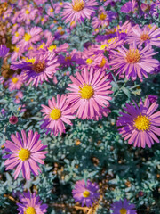 pink and yellow flowers