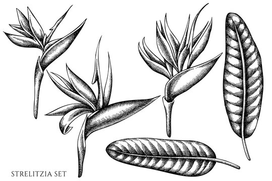 Vector set of hand drawn black and white strelitzia