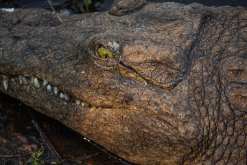 Nile crocodile (Crocodylus niloticus) in the bank of the Messica river stream near Zimbabwe border