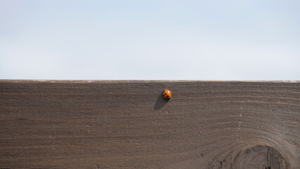 A ladybird on a board.