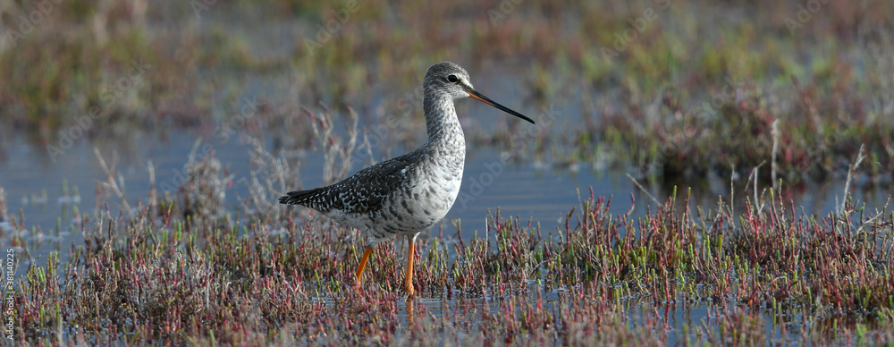 Wall mural Spotted redshank /  Dunkler Wasserläufer (Tringa erythropus)