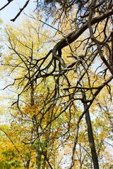 Trunk and branches of a pine tree with yellow leaves in autumn