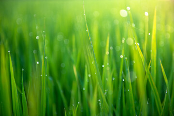 Fototapeta na wymiar Morning green rice fields in the countryside