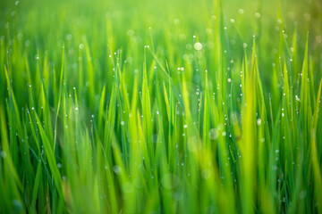 Morning green rice fields in the countryside