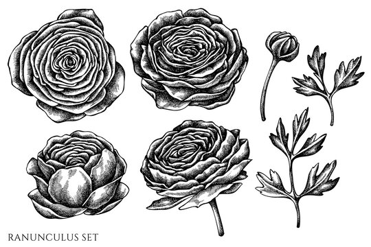 Vector set of hand drawn black and white ranunculus