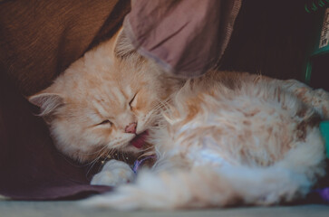 Persian cat yellow clean himself with his tongue