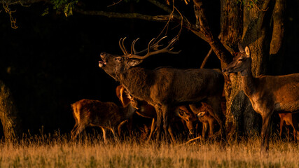 A red deer stag bellows out in the early morning light to signal the start of rutting season