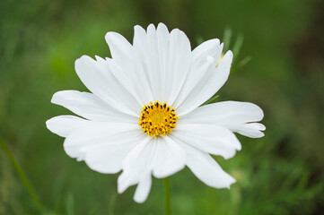 White flower