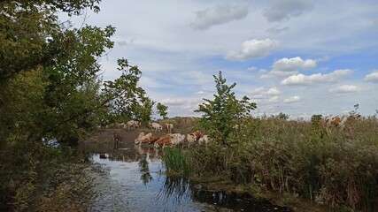 Obraz premium landscape with river