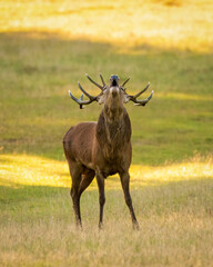 A red deer Stag bellowing out in the early morning at the start of rutting season