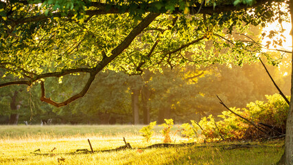 Golden, early morning light shining through into a forest glade during autumn