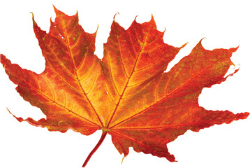 Close up macro view of gorgeous red maple leaves isolated on white background. Autumn concept. 
