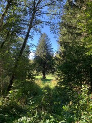 forest in autumn