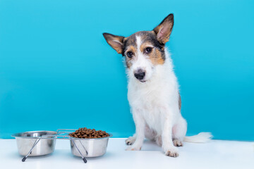 a sad dog sits at his bowl of dry food, proper and balanced nutrition for a pet.