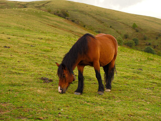 Naklejka premium Brown horse in the mountains